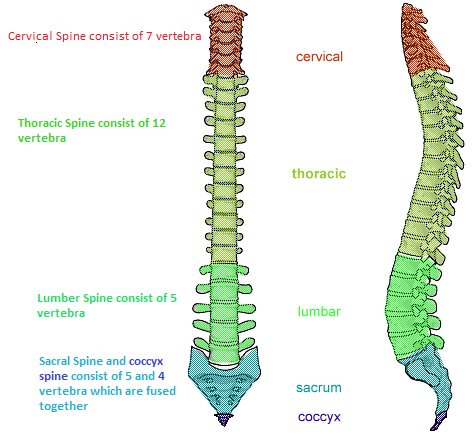   Identify Vertebra in the Vertebral column 