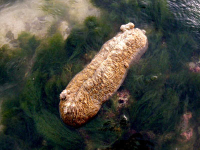 Boomerang mushroom coral (Herpolitha limax)