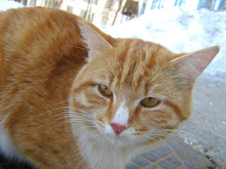 Brave Orange-Striped Cat