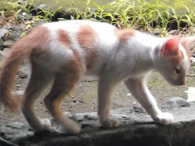 Foto-Foto Anak Kucing Lucu di Luar Jendela Kamar Kost Gue 15