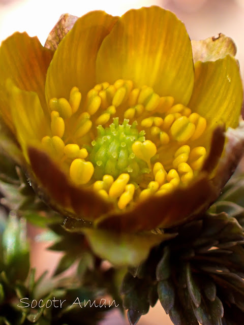 Adonis multiflola