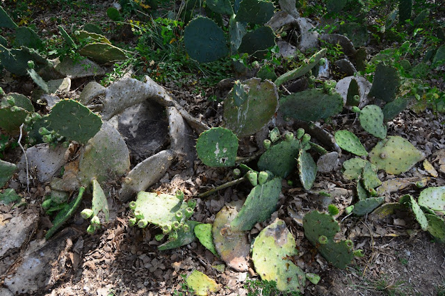 Opuntia stricta