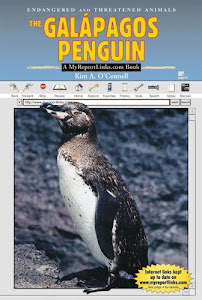 The Galapagos Penguin