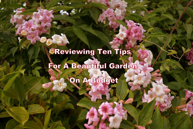 Weigelia in flower