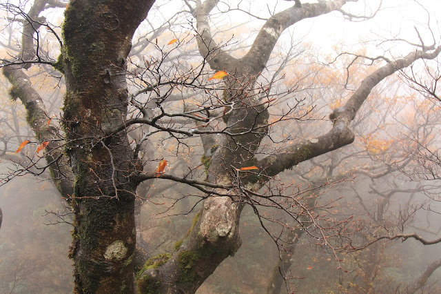 稜線上壟罩在山嵐中，水氣凝結在枝頭上