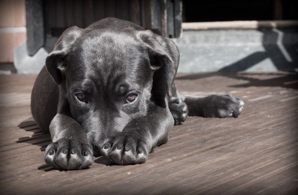 10 dicas para ajudar seu cachorro a lidar com o medo de trovão