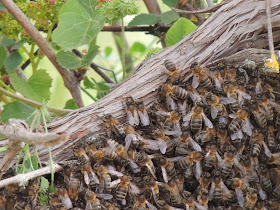 ENJAMBRE DE ABEJAS