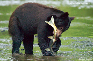 black bear