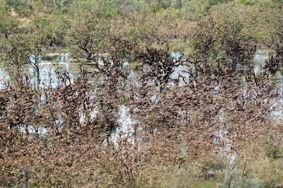  What Are These Brownish Trees? Seen On www.coolpicturegallery.us