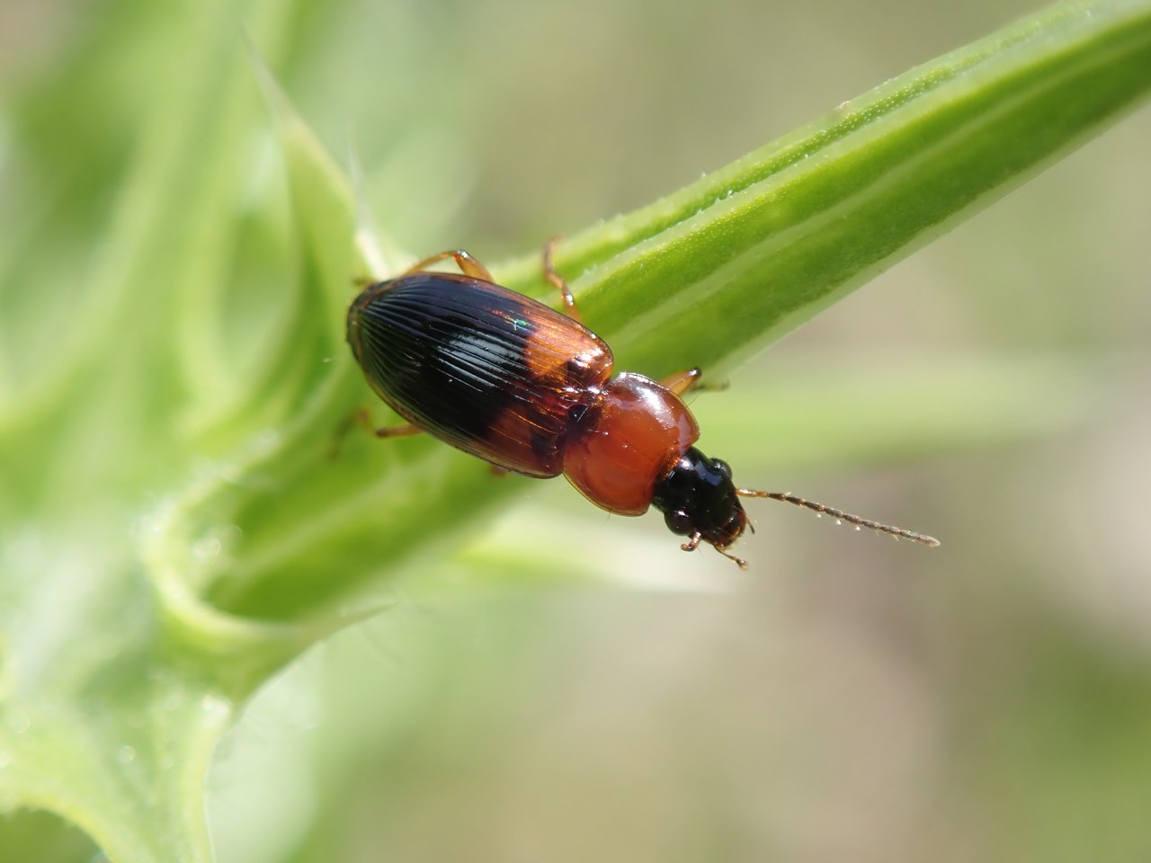 Stenolophus teutonus