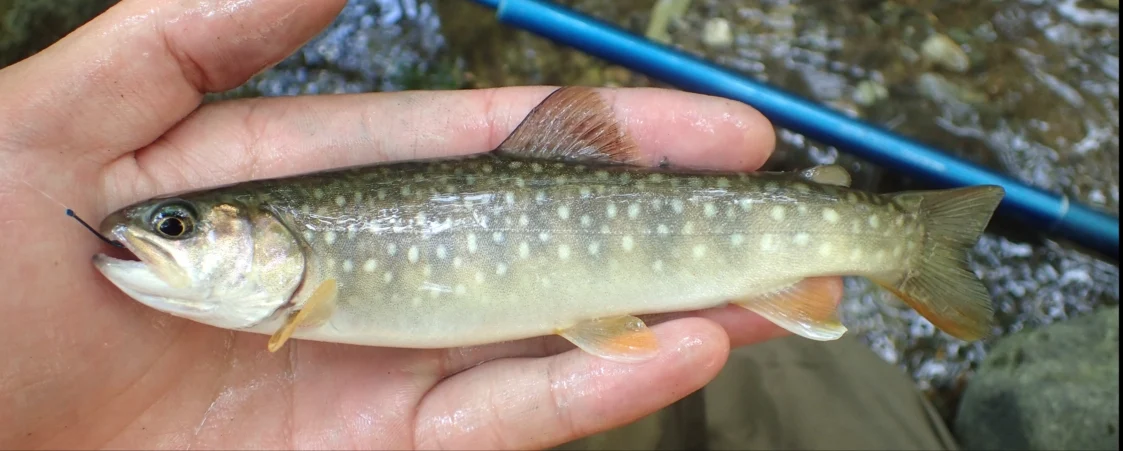 A whitespotted char caught by angling during the survey