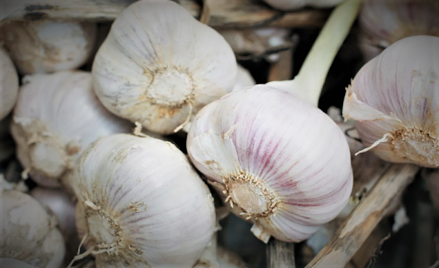 Medicinal properties of garlic