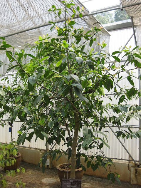 Cây Tai Chua - Garcinia pedunculata - Nguyên liệu làm thuốc Chữa Bệnh Tiêu Hóa