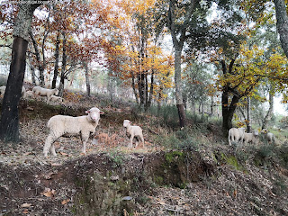 NATURE VIEWS / Fotografias de natureza, Castelo de Vide