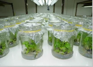 tissue culture