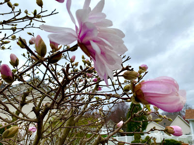 spring flowering tree  photo by mbgphoto