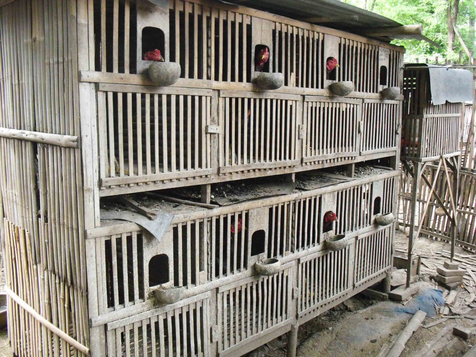 Kandang Untuk Ayam Bangkok Aduan  Ayam Bangkok Joker Farm