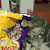15 Photos Taken At The Perfect Moment 