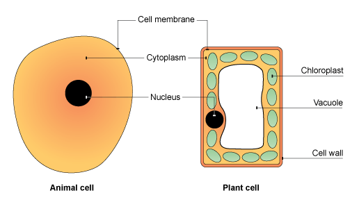 #14: Cell structure | Biology Notes for IGCSE 2014 & 2022