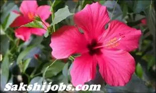 Hibiscus in Hindi Meaning-Hibiscus Benefits