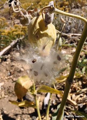 Asclepias eriocarpa Indian Milkweed