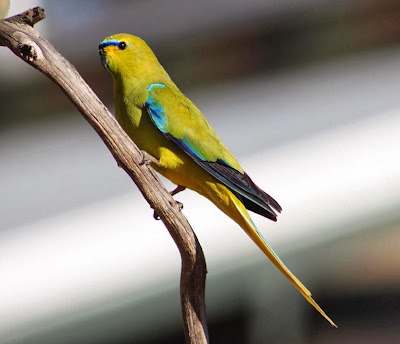 Periquito elegante: Neophema elegans