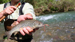 live bait trout catch