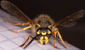 Common Wasp, Vespula vulgaris, caught in the doctor's waiting room in Hayes on 17 May 2013.