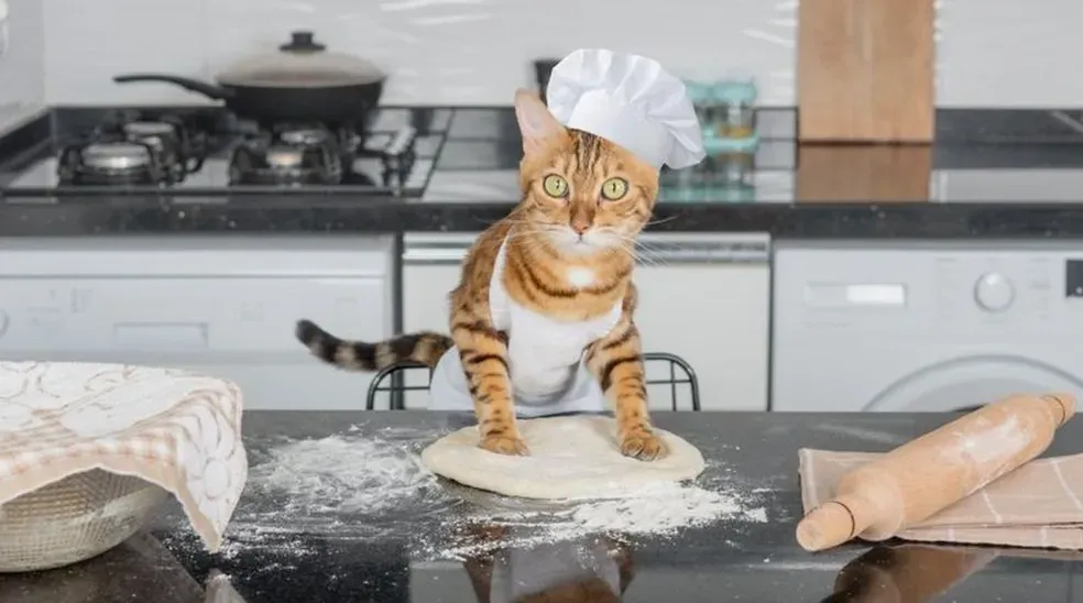 gatos cats blog comunicat Unraveling the Mystery: Why Do Cats Knead?