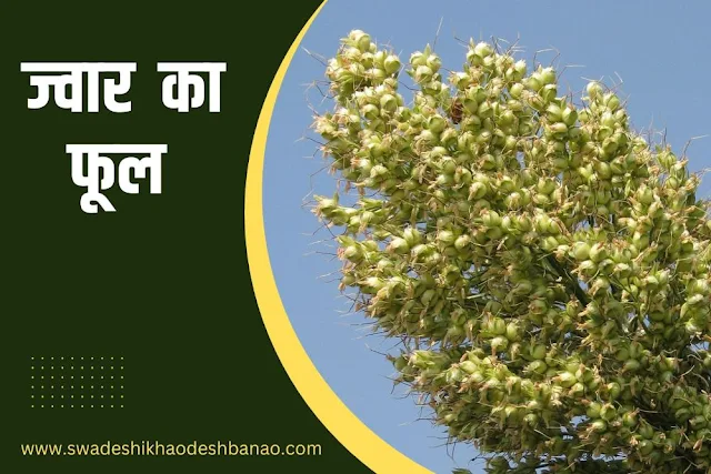 Information about jowar flower in Hindi