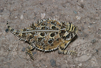 horned lizards | desert animals