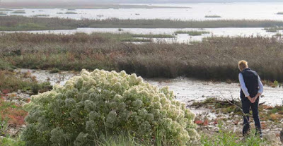 Baccharis halimifolia