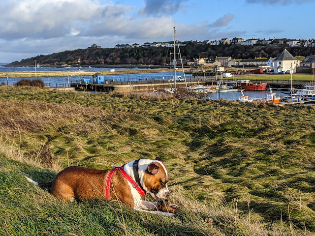 Photo of Ruby with a stick she found on one of her walks