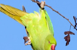 PEMELIHARAAN DAN PERAWATAN BURUNG PARKIT