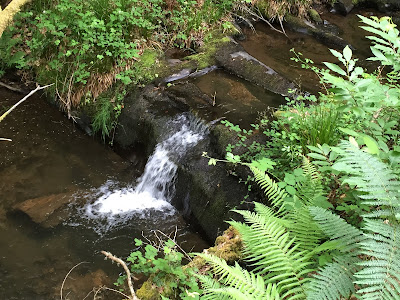 Spain, Marronda forest and the Eo River   by E.V.Pita (2015)  http://evpita.blogspot.com/2015/06/spain-marronda-forest-and-eo-river.html   Fraga de Marronda - río Eo (Baleira, Lugo)  por E.V.Pita (2015)