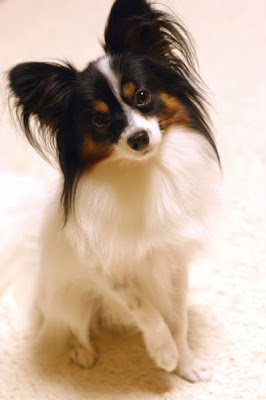 Pictures of Papillon Dog