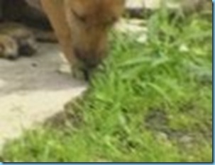 Dog eats Grass