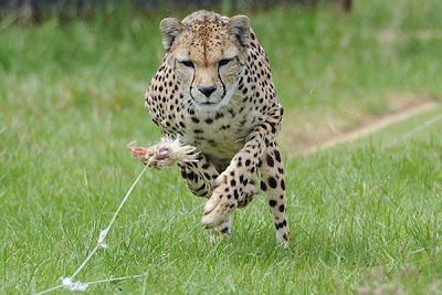  Cheetah menyerupai kendaraan beroda empat sport dengan performa tinggi pada kerajaan binatang Pintar Pelajaran “Rahasia” Kecepatan Lari Cheetah