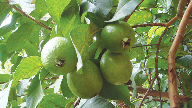 bibit jambu biji getas merah terlaris Rote Selatan