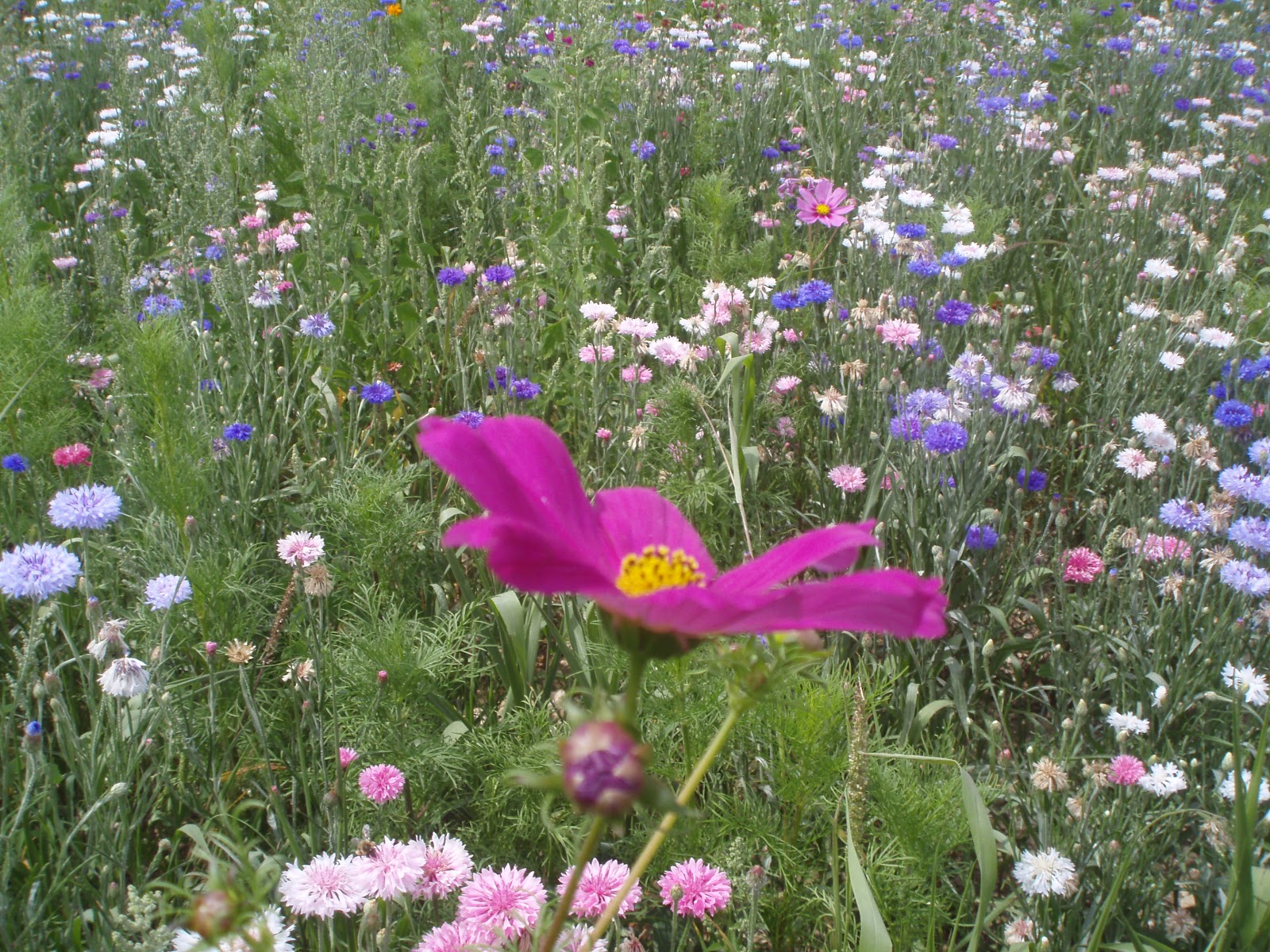 Real Life According to Emma: Flower Power