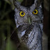 COSTA RICA OWLS (and a Falcon)