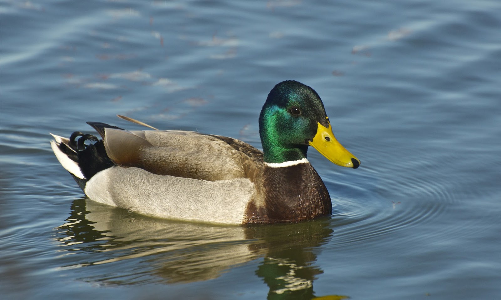 Mallard Duck Hd Wallpapers High Definition Free HD Wallpapers Download Free Map Images Wallpaper [wallpaper684.blogspot.com]