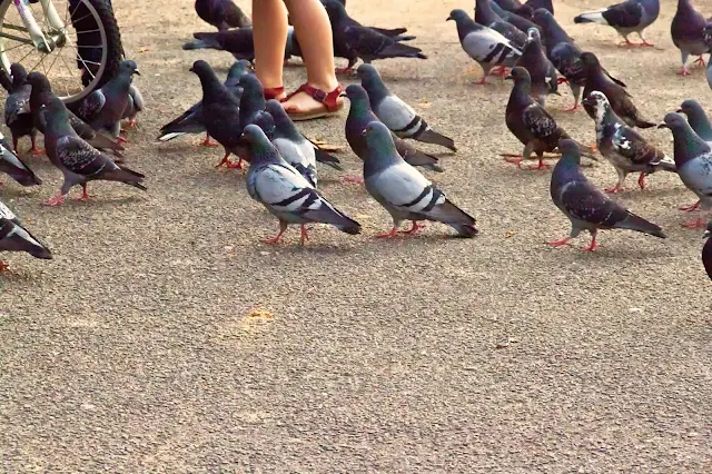 Palomas caminando entre pies humanos