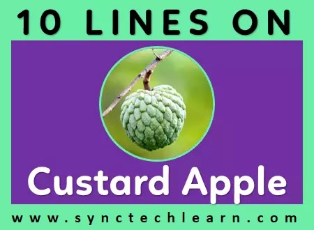 10 lines on custard apple in english