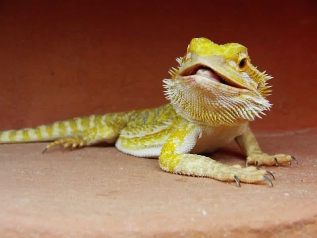 best substrate for bearded dragons