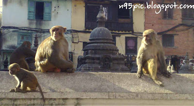 monkey temple , swayambhunath