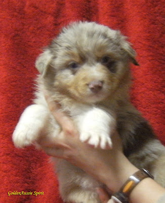 cachorros pastor australiano