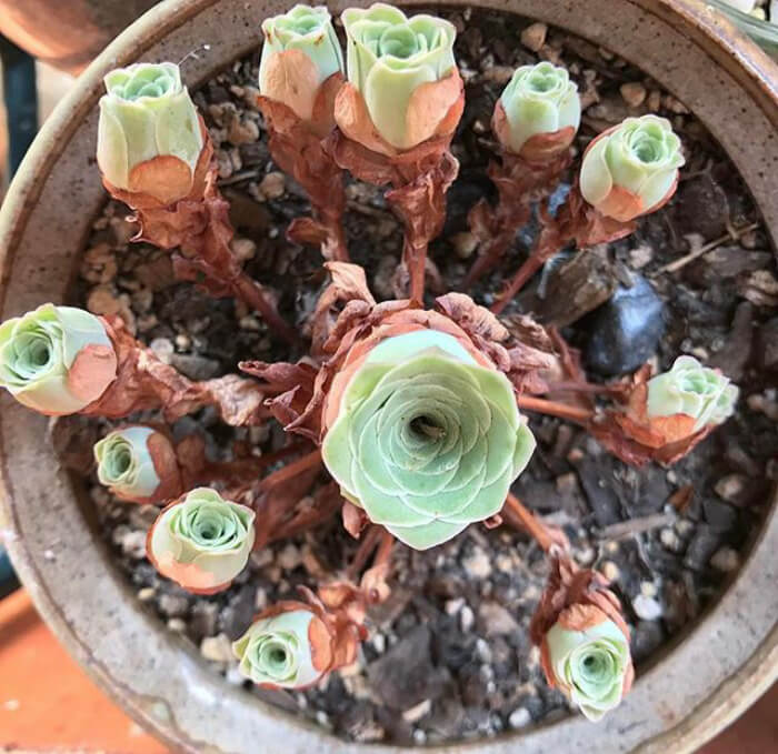 Rose Succulents Exist, And They Look Like They Came From A Fairytale