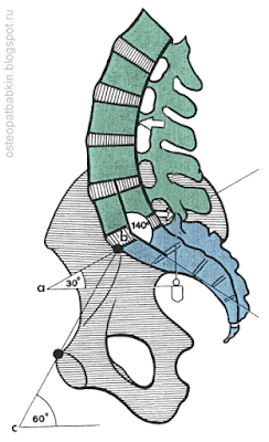 Нормальное положение крестца и поясничного отдела. Плоскость соединения крестца и пятого поясничного позвонка проходит под углом в 30 градусов к горизонтальной плоскости