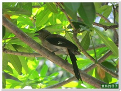 20110731_115140_045_NankangPark